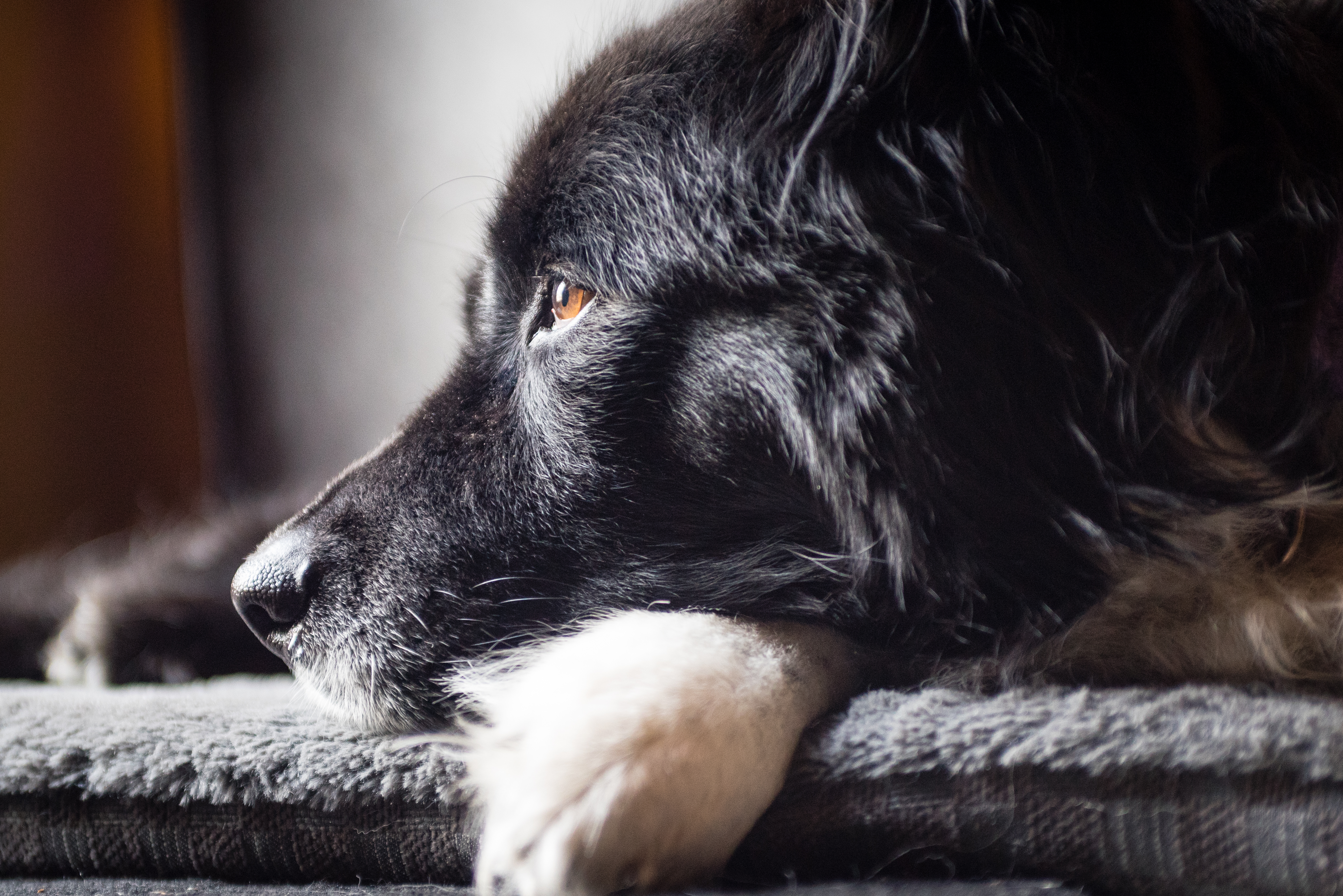 Border collie profile of dog resting.