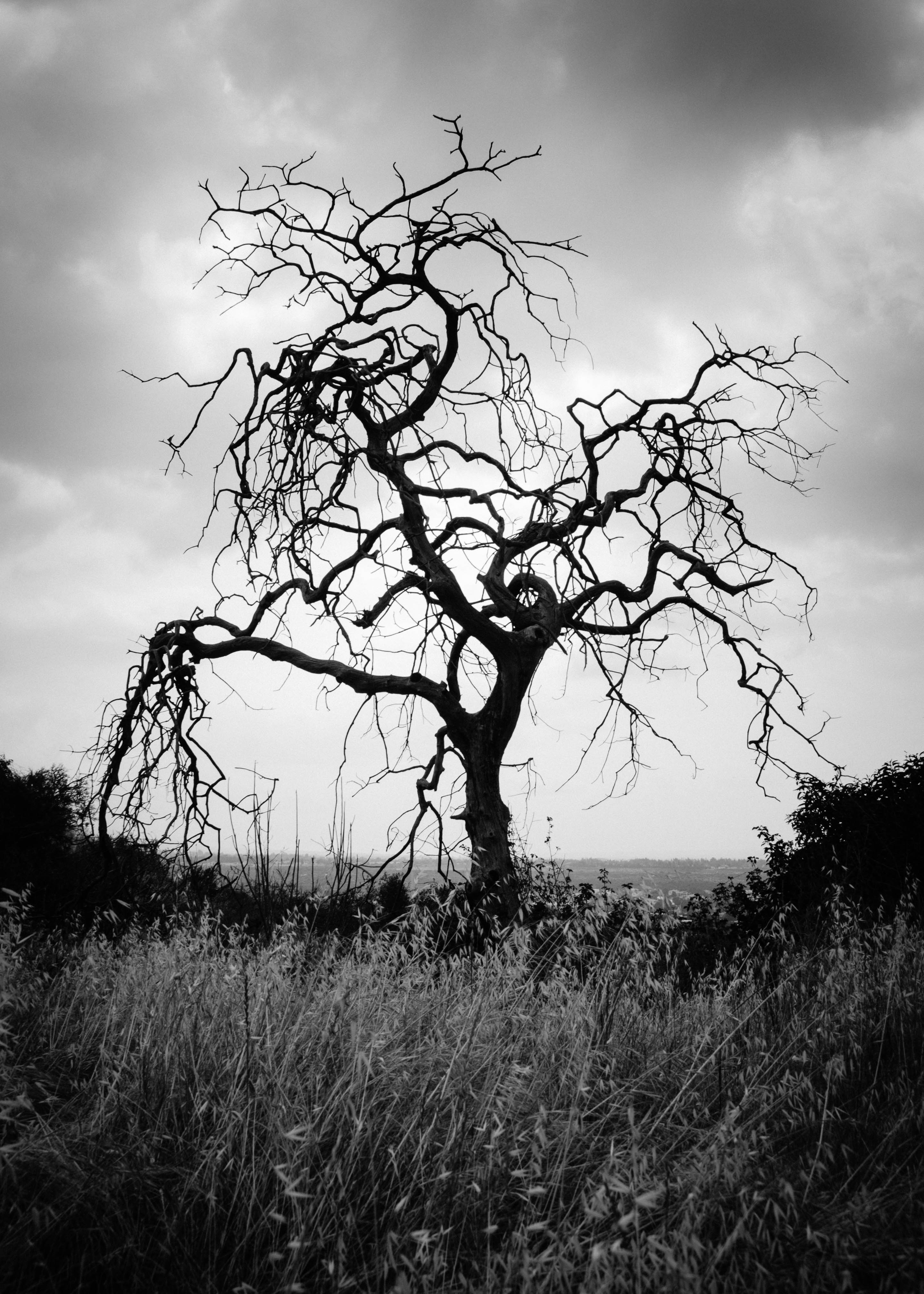 dead tree, black and white